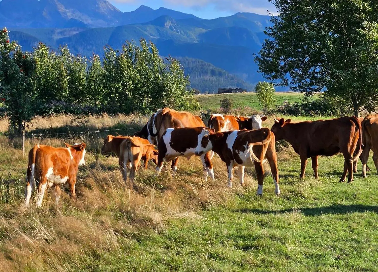 Goralska Chatka 3 Highland Cottage - Jacuzzi, Sauna, Split Ac, Private Parking, Mountains View Zakopane Lengyelország
